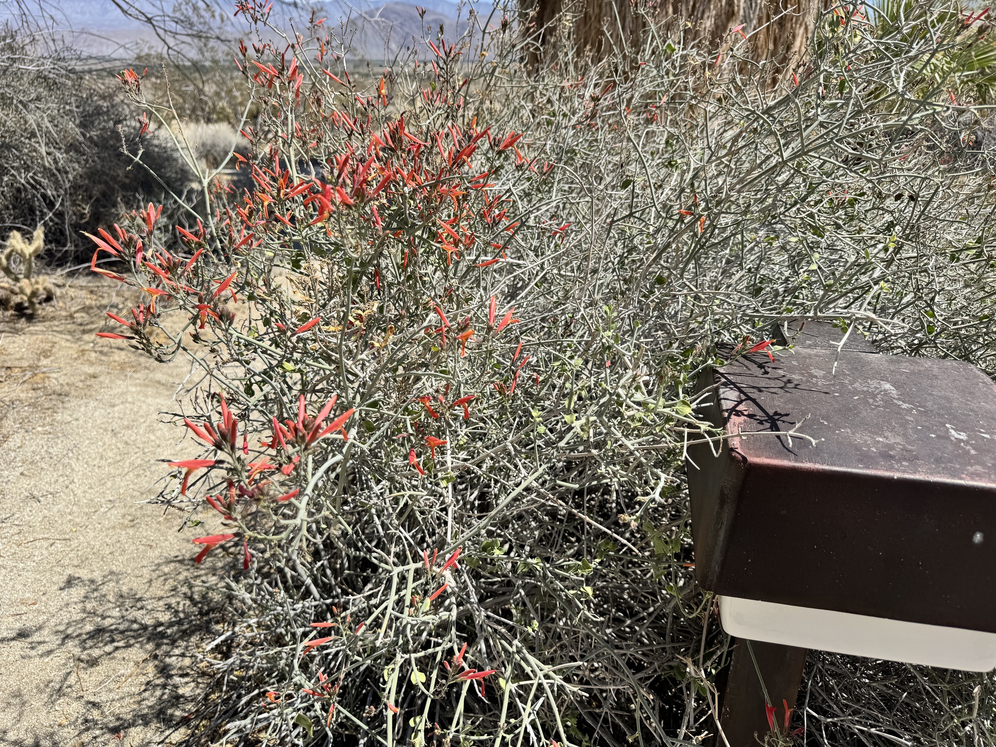 Justicia californica