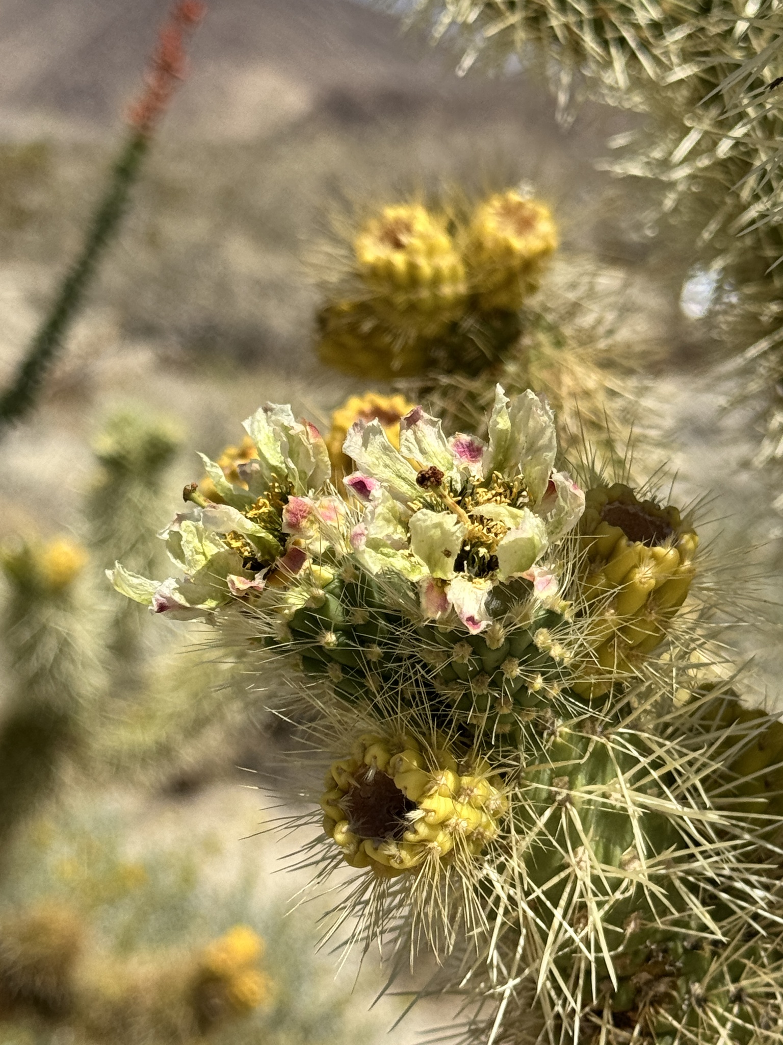 Cylindropuntia bigelovii