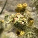 Teddybear Cholla
