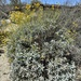 Brittlebush