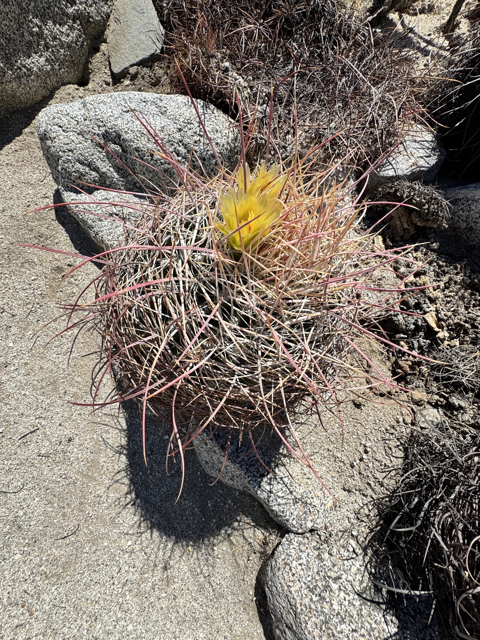 Ferocactus cylindraceus