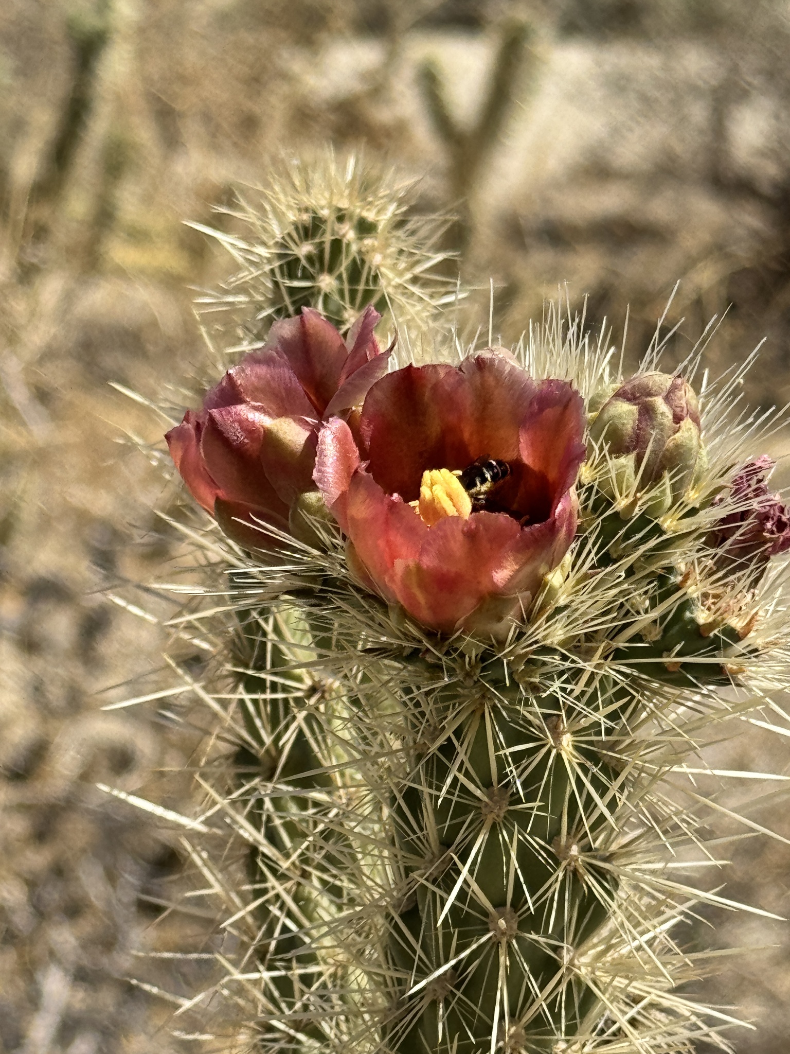 Cylindropuntia wolfii