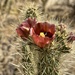 Wolf's cholla