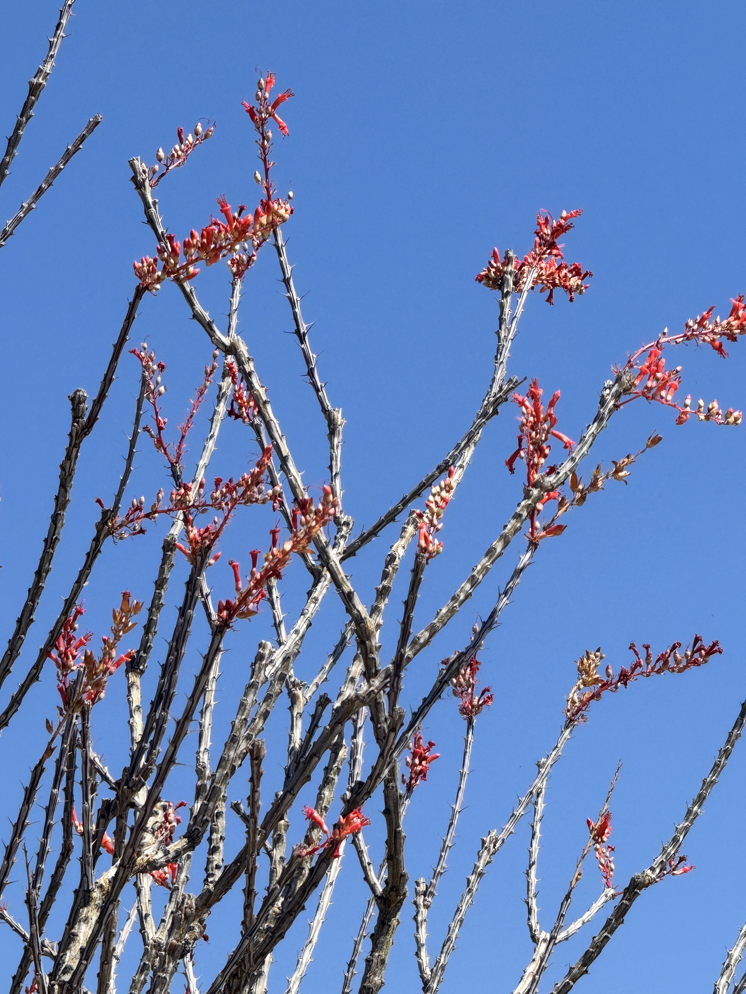 Fouquieria splendens