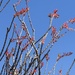 ocotillo