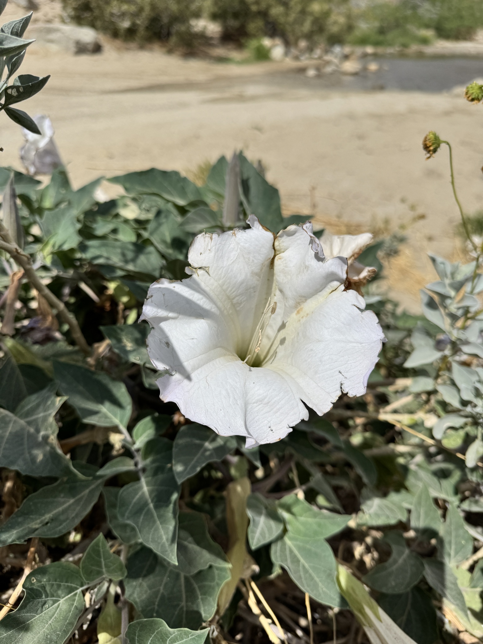 Datura wrightii