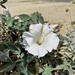 Sacred Datura