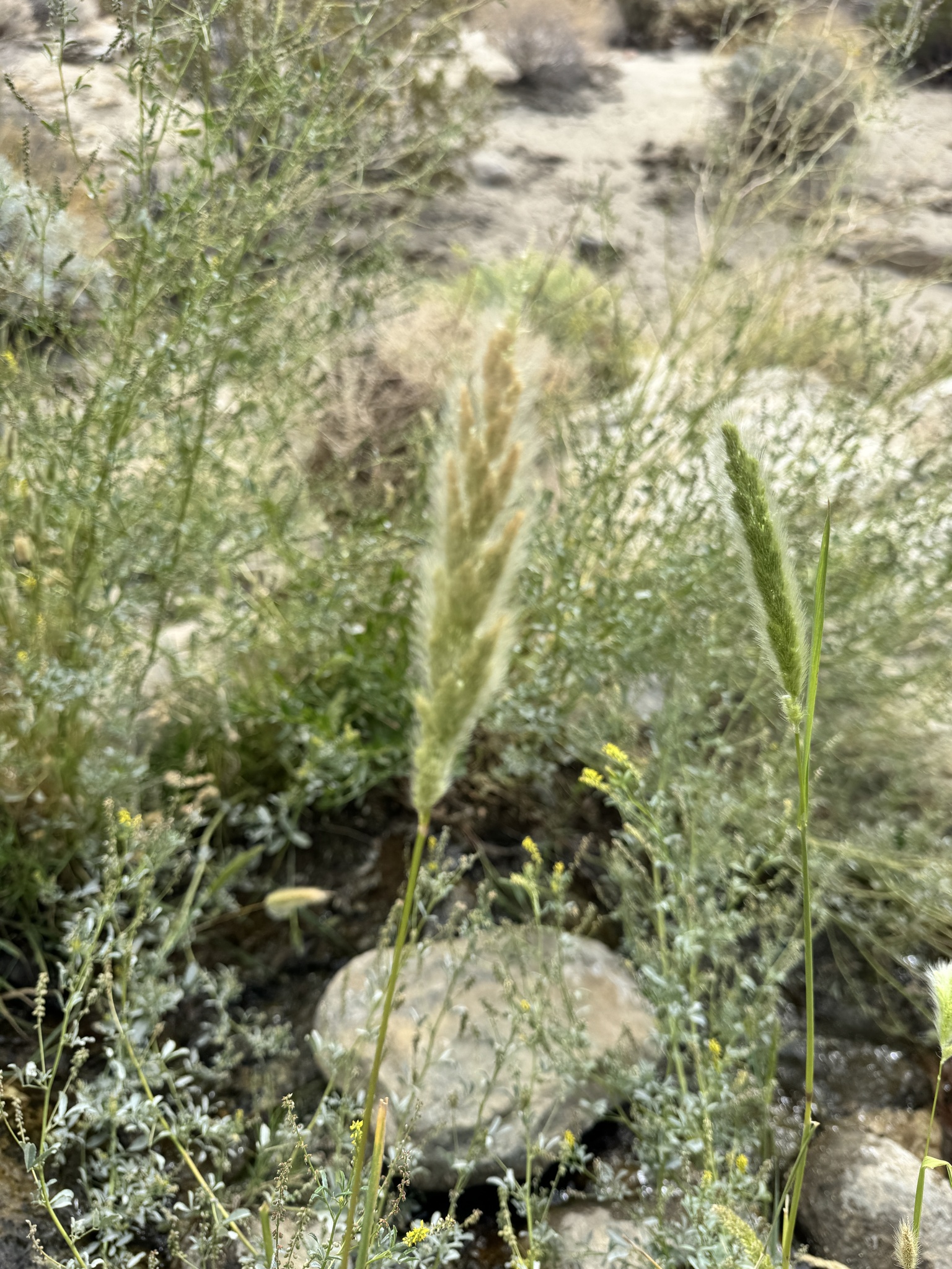 Polypogon monspeliensis