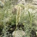 rabbitfoot grass
