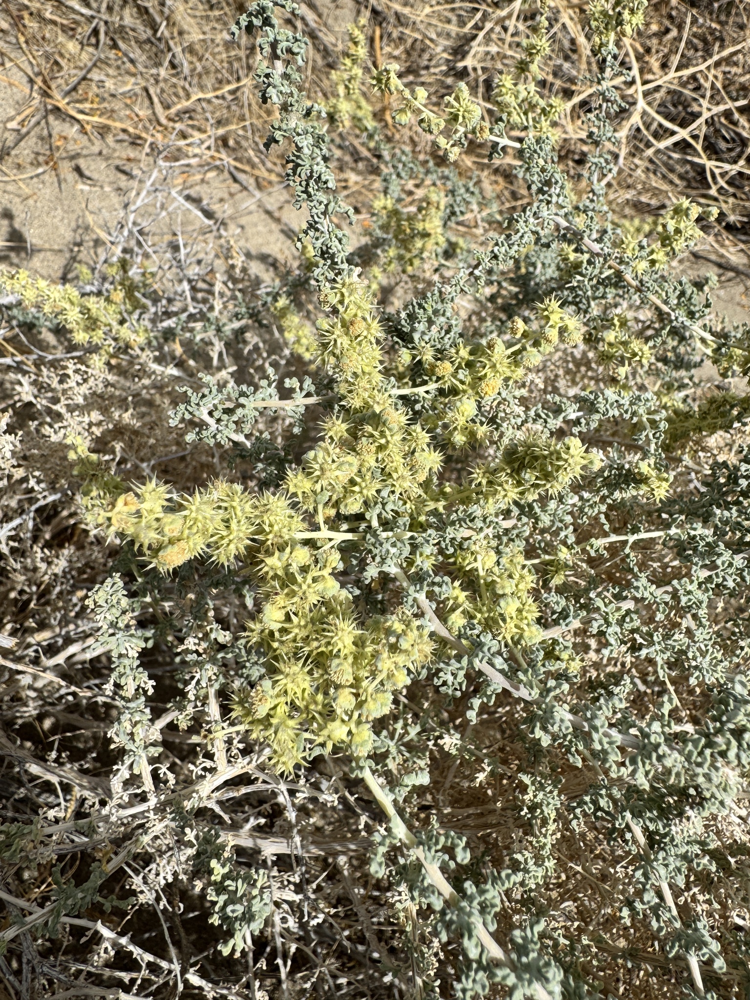 Ambrosia dumosa