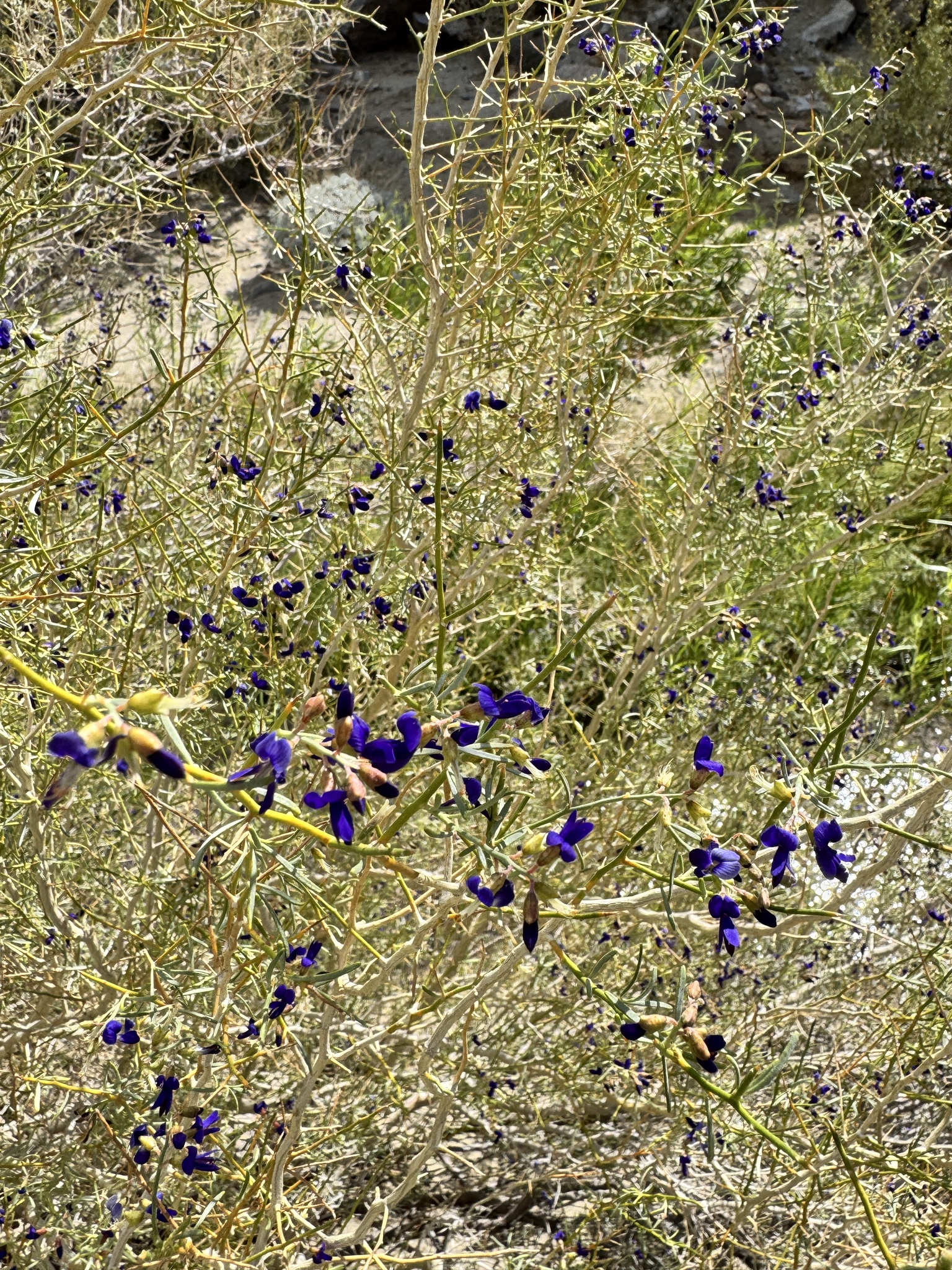 Psorodendron schottii