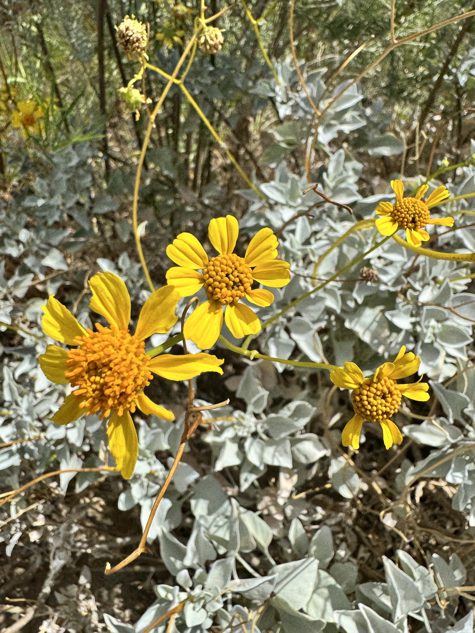 Encelia farinosa