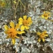 Brittlebush