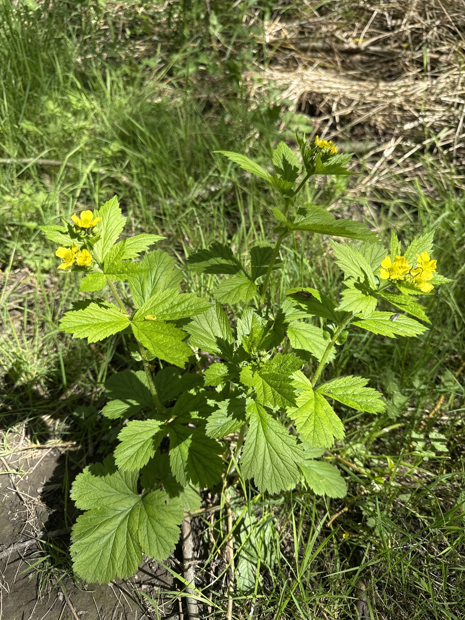 Geum macrophyllum
