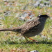 Golden-crowned Sparrow