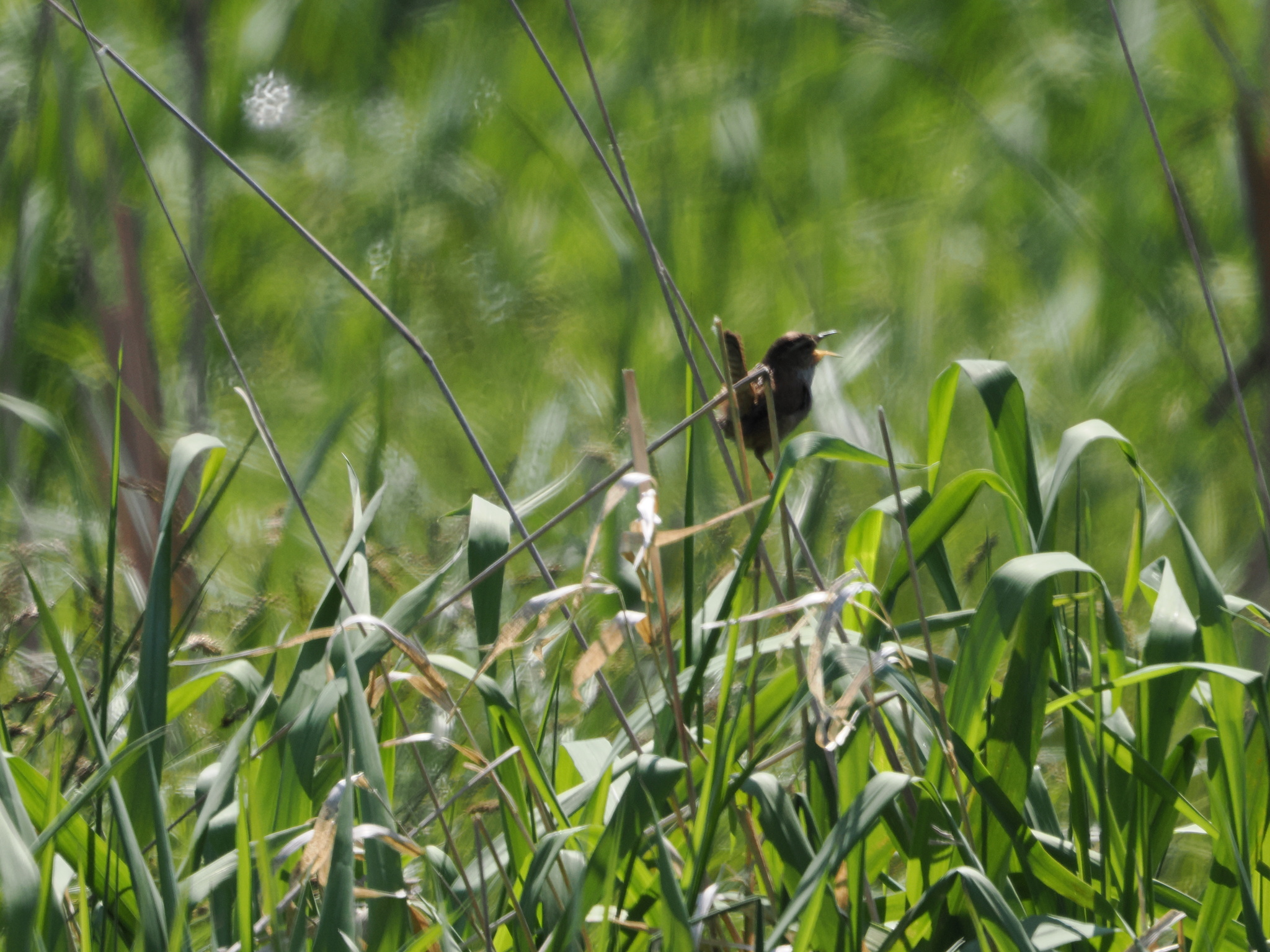 Cistothorus palustris