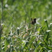 Marsh Wren