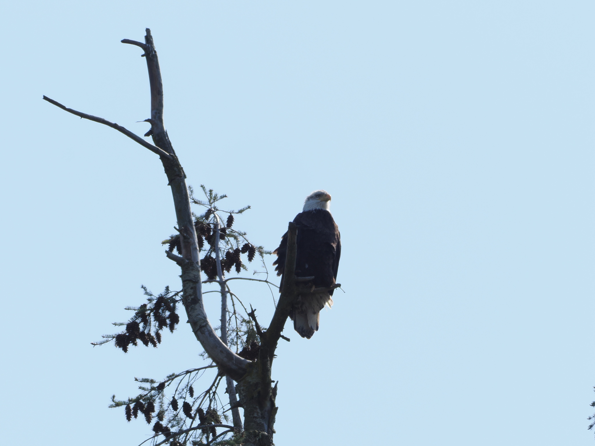 Haliaeetus leucocephalus