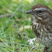 Song Sparrow