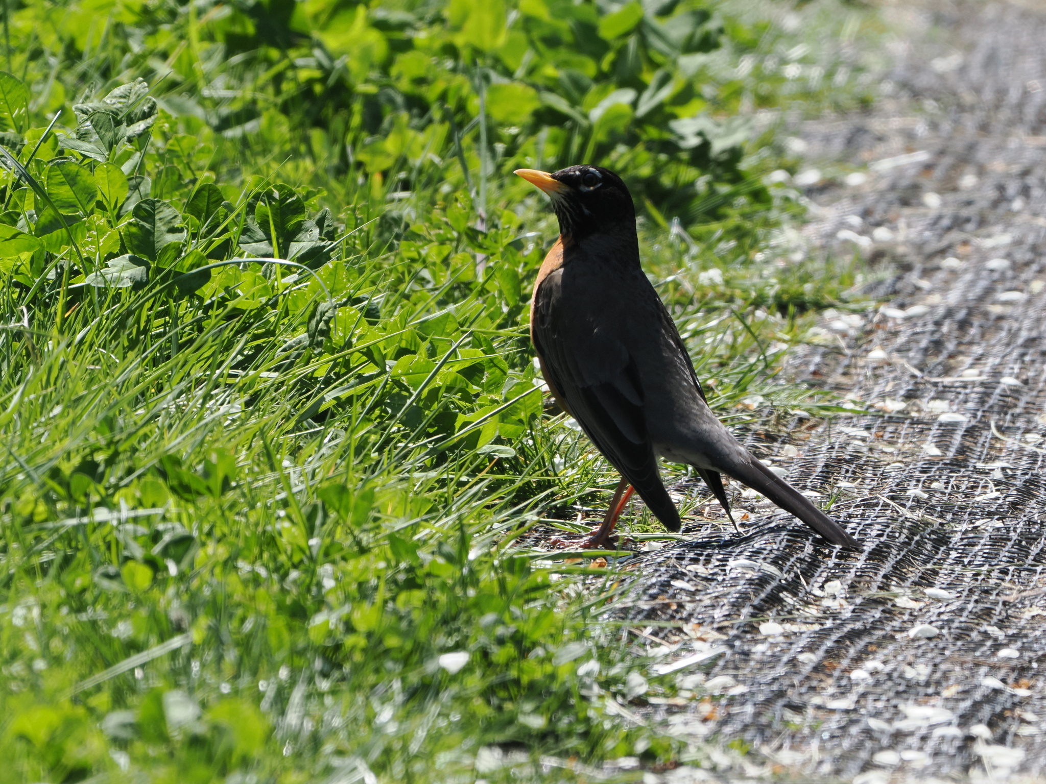 Turdus migratorius