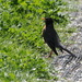 American Robin
