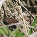 Song Sparrow