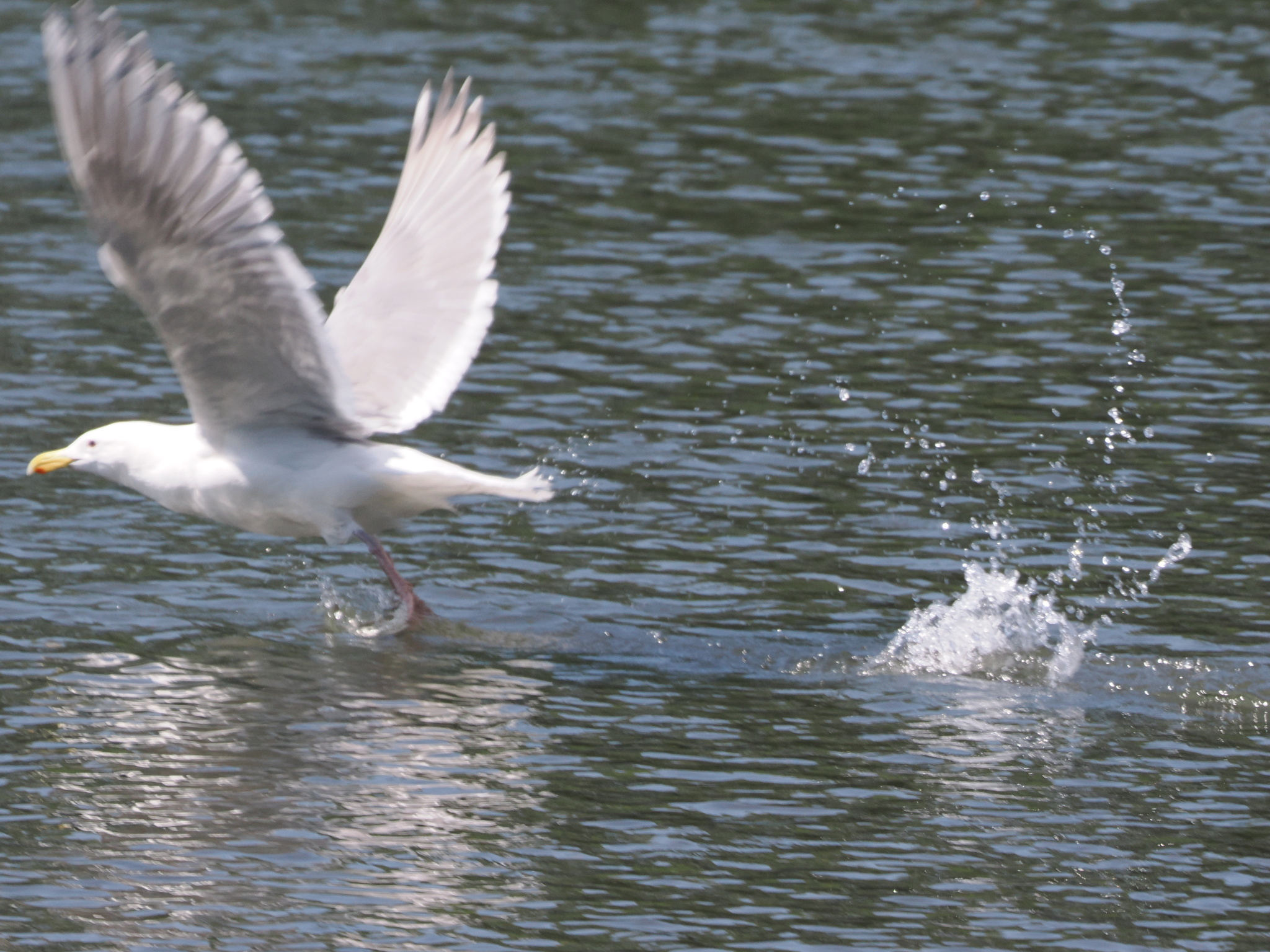 Larus glaucescens