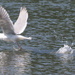 Glaucous-winged Gull