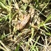 Northern Red-legged Frog