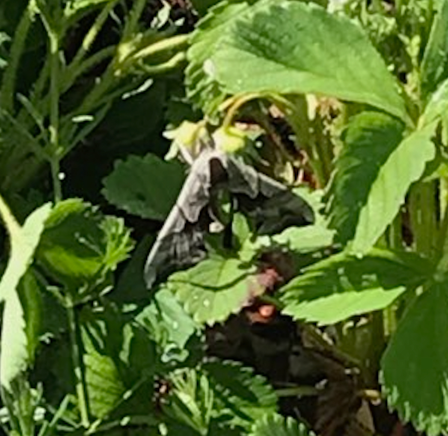 Smerinthus ophthalmica