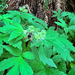 Pacific Waterleaf