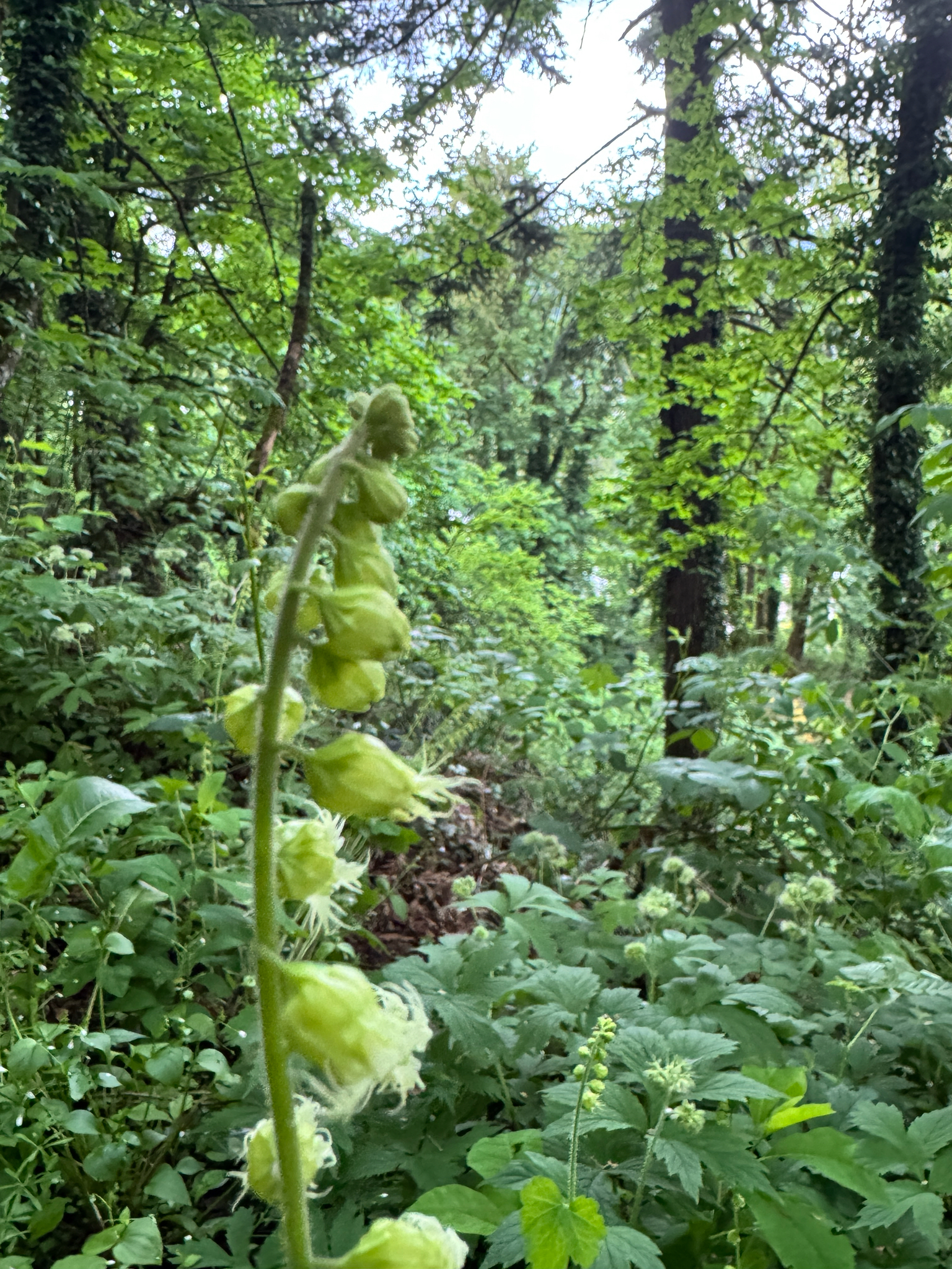 Tellima grandiflora