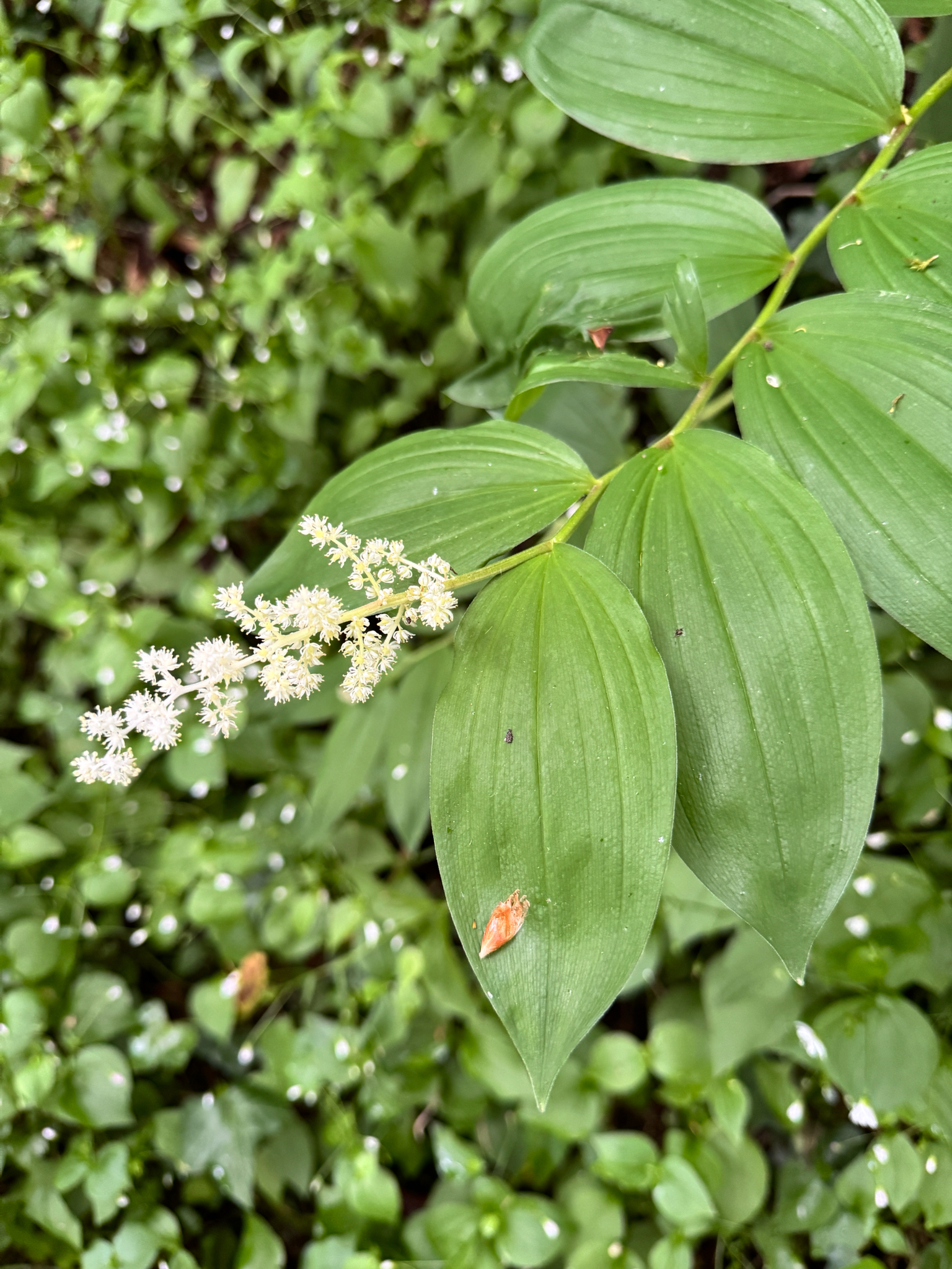 Maianthemum racemosum