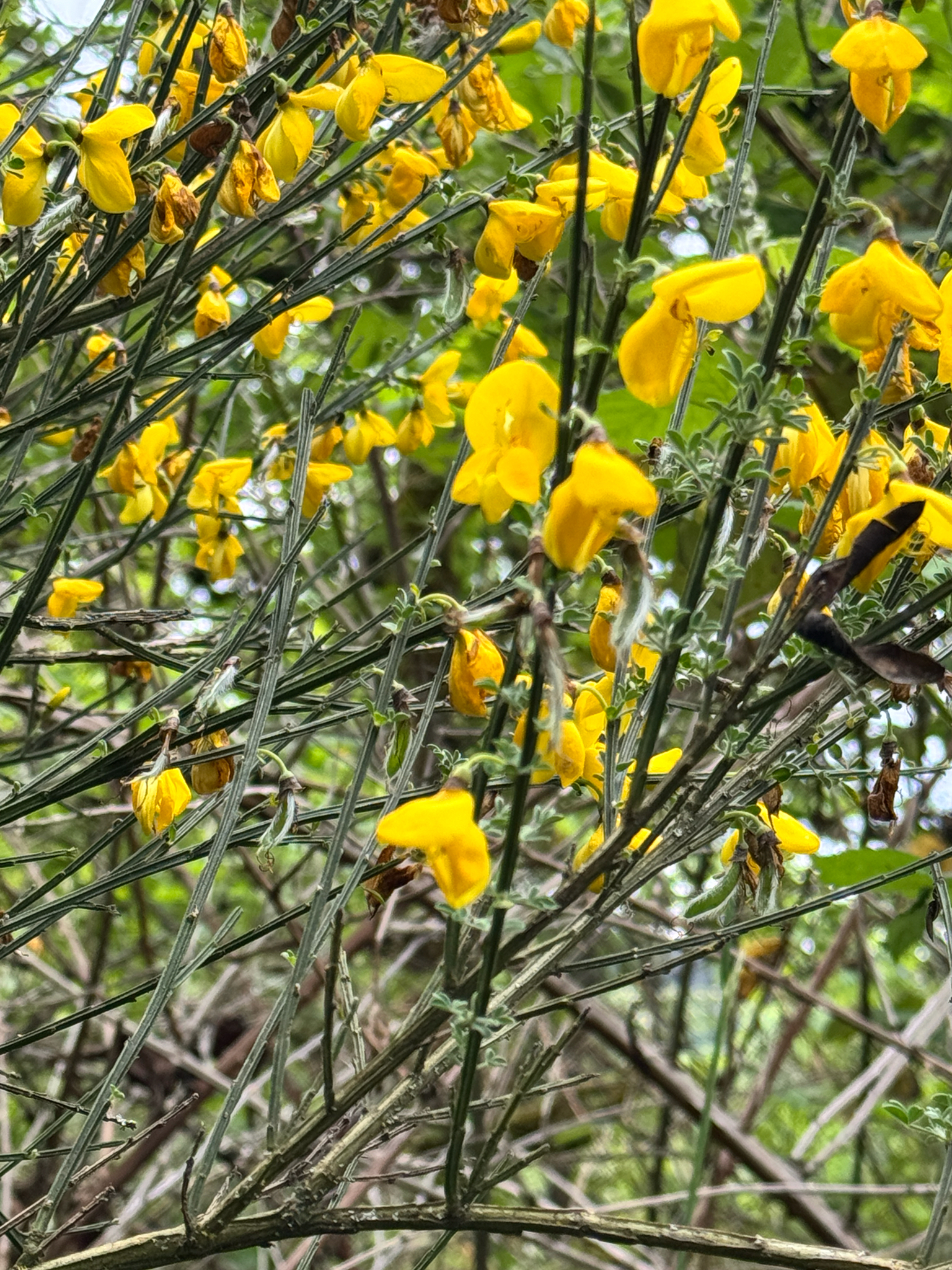 Cytisus scoparius