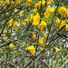 Scotch Broom
