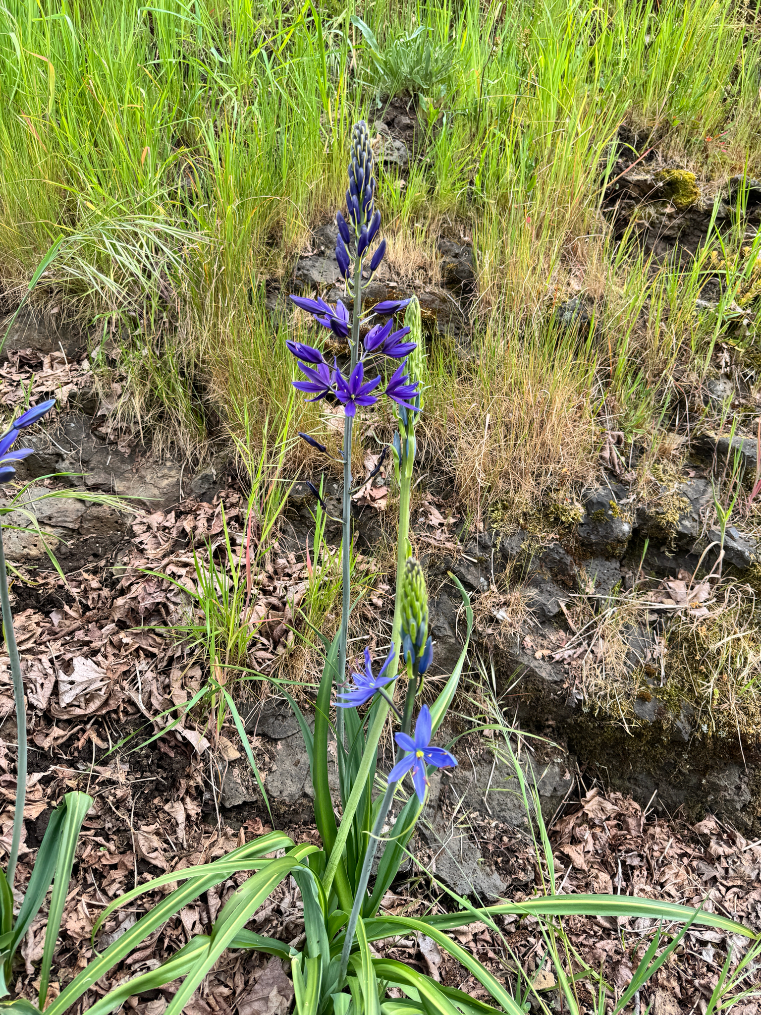Camassia leichtlinii