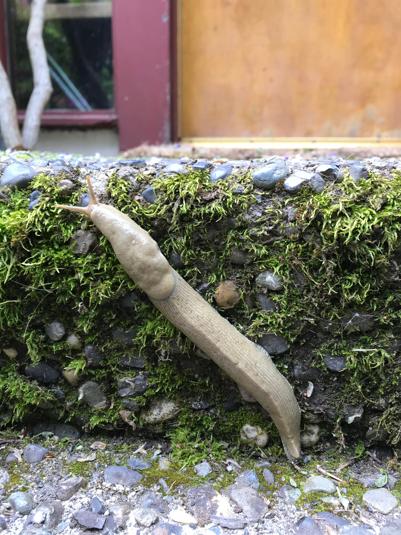 Ariolimax columbianus