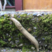 Pacific Banana Slug
