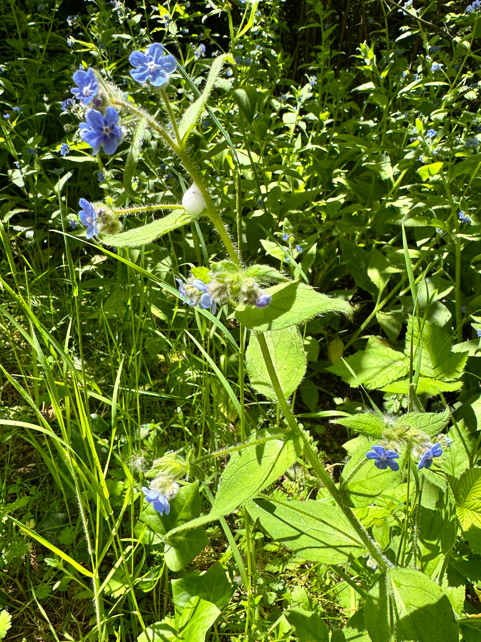 Pentaglottis sempervirens