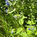 Green Alkanet