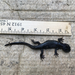 Northwestern Salamander