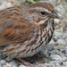 Song Sparrow