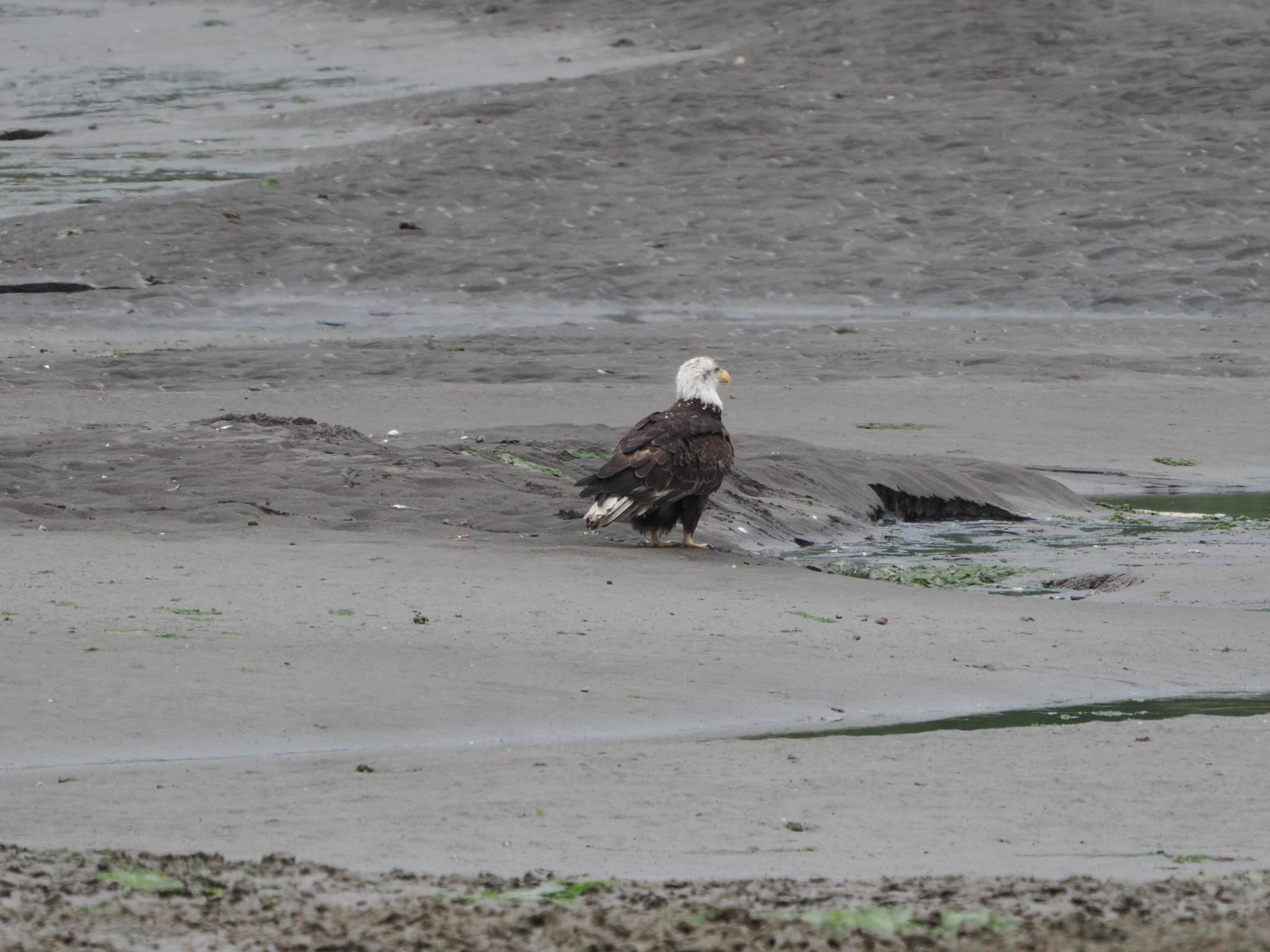 Haliaeetus leucocephalus