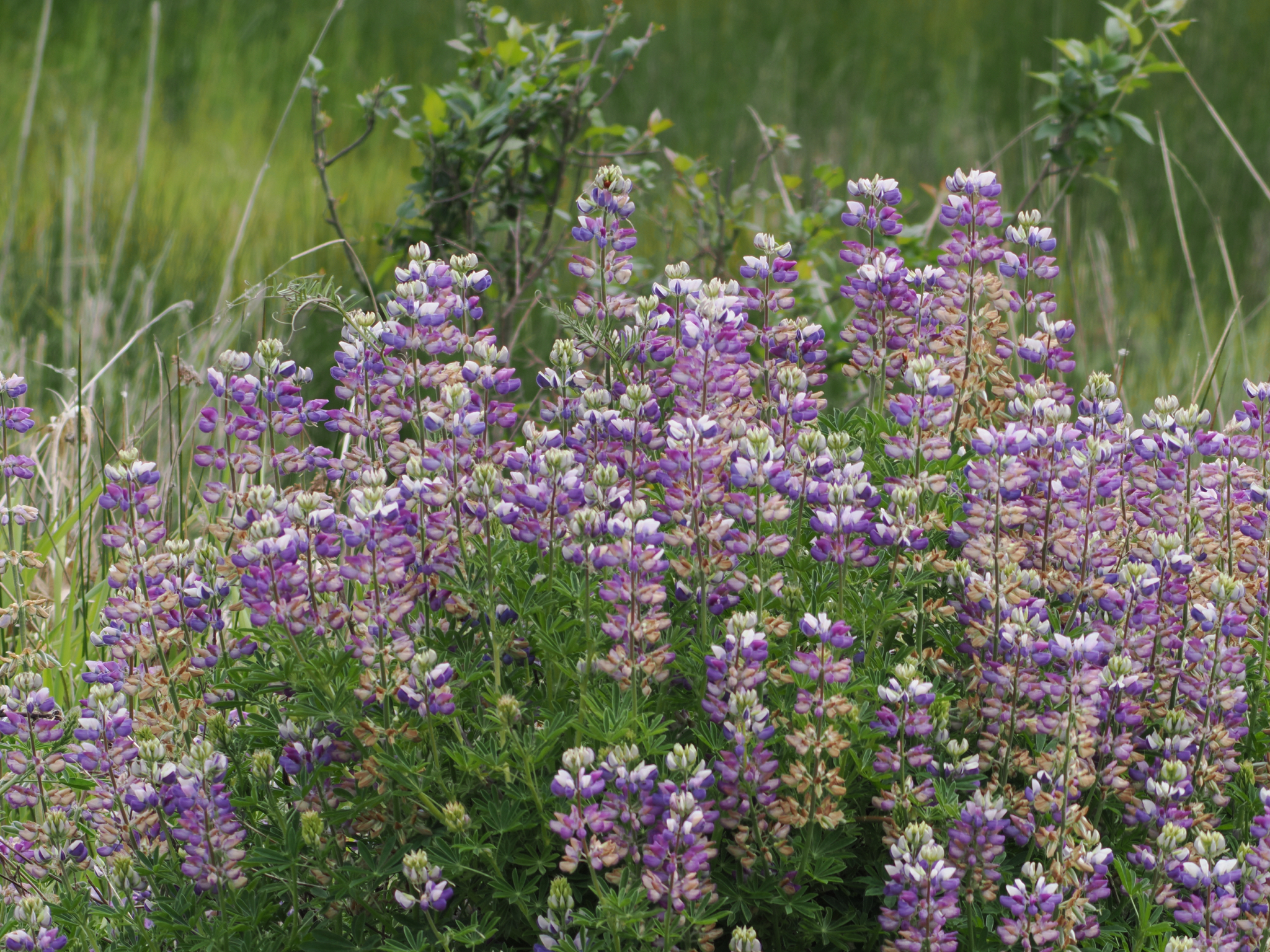 Lupinus rivularis