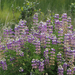 Riverbank Lupine