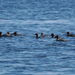 Red-breasted Merganser