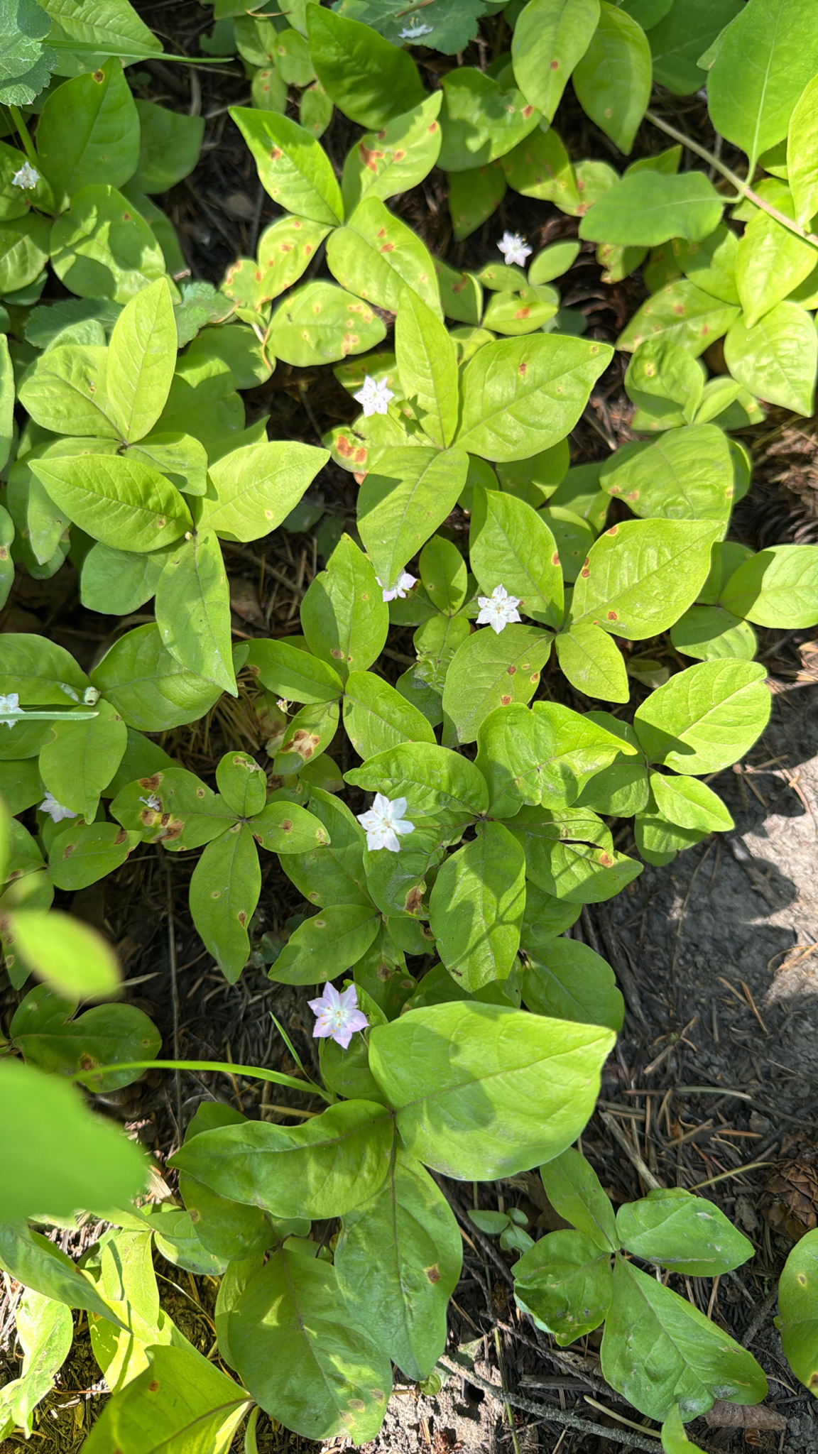 Lysimachia latifolia