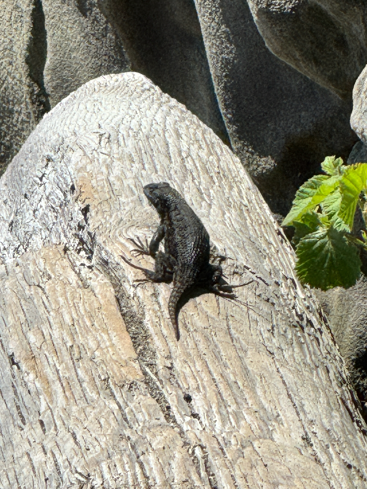 Sceloporus occidentalis