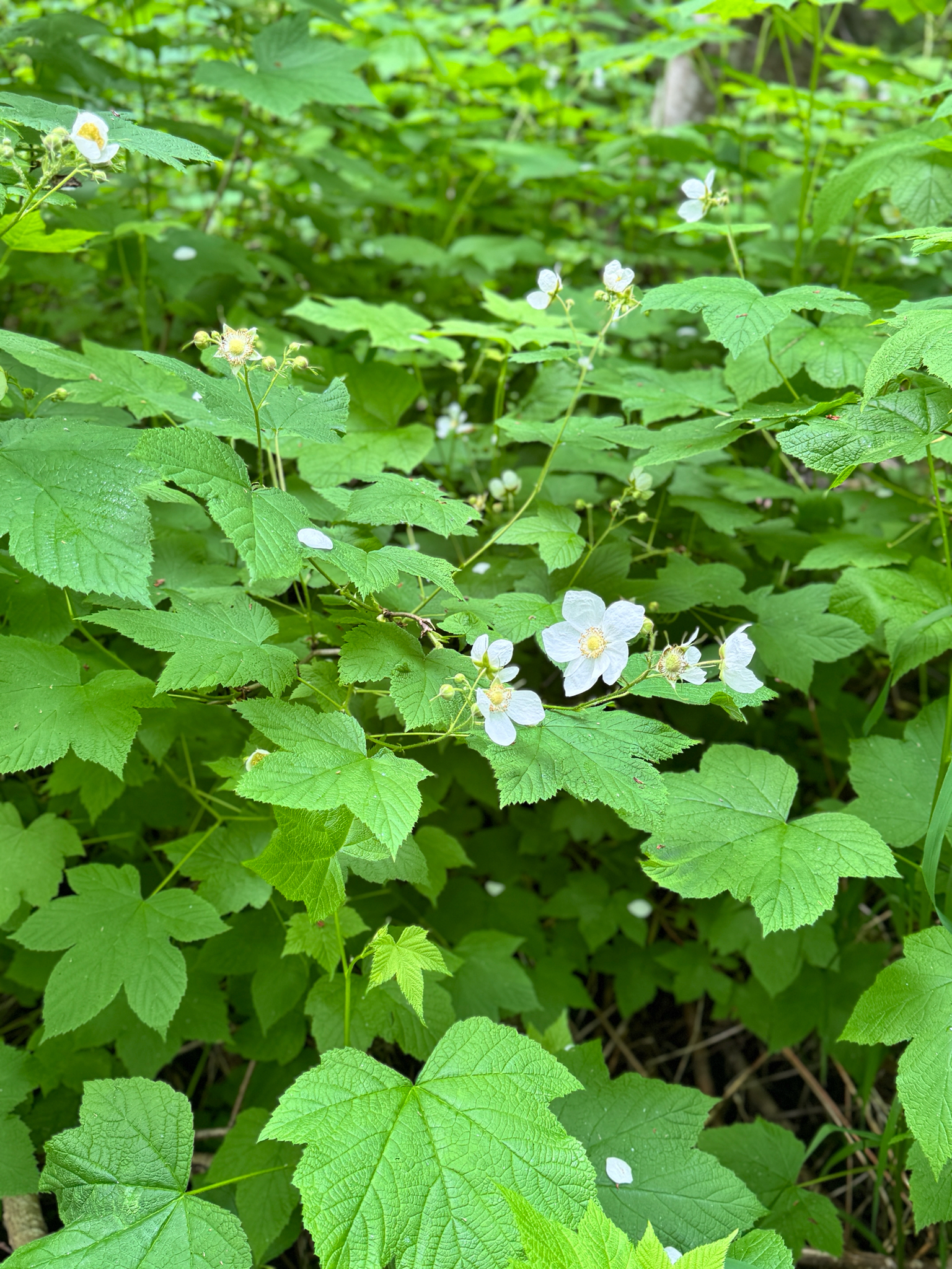 Rubus parviflorus