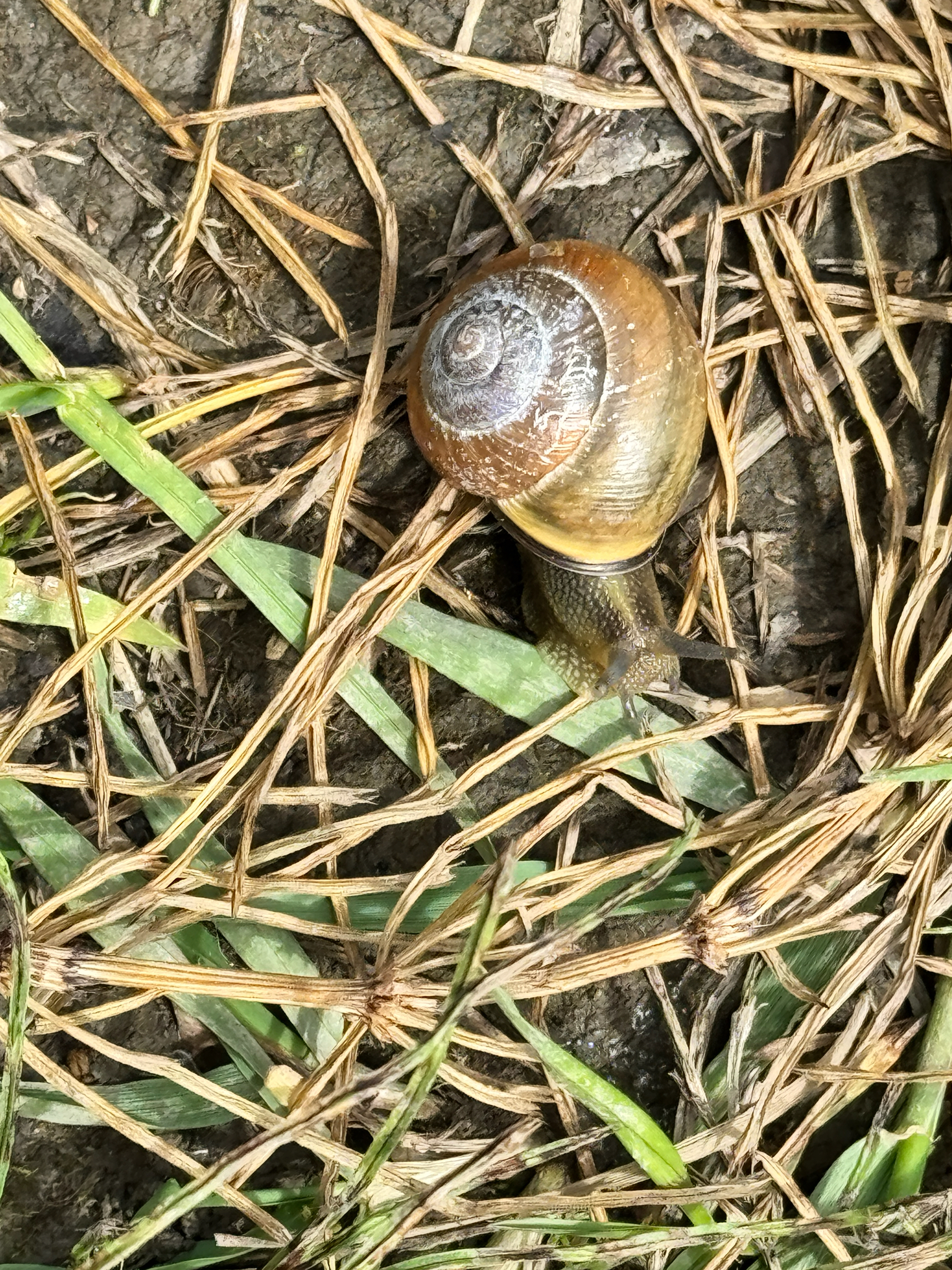 Cepaea nemoralis